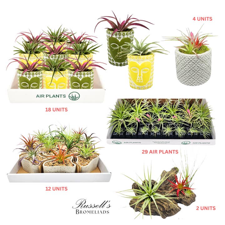 Curated Package: ARTISAN for wholesale by Russell's Bromeliads