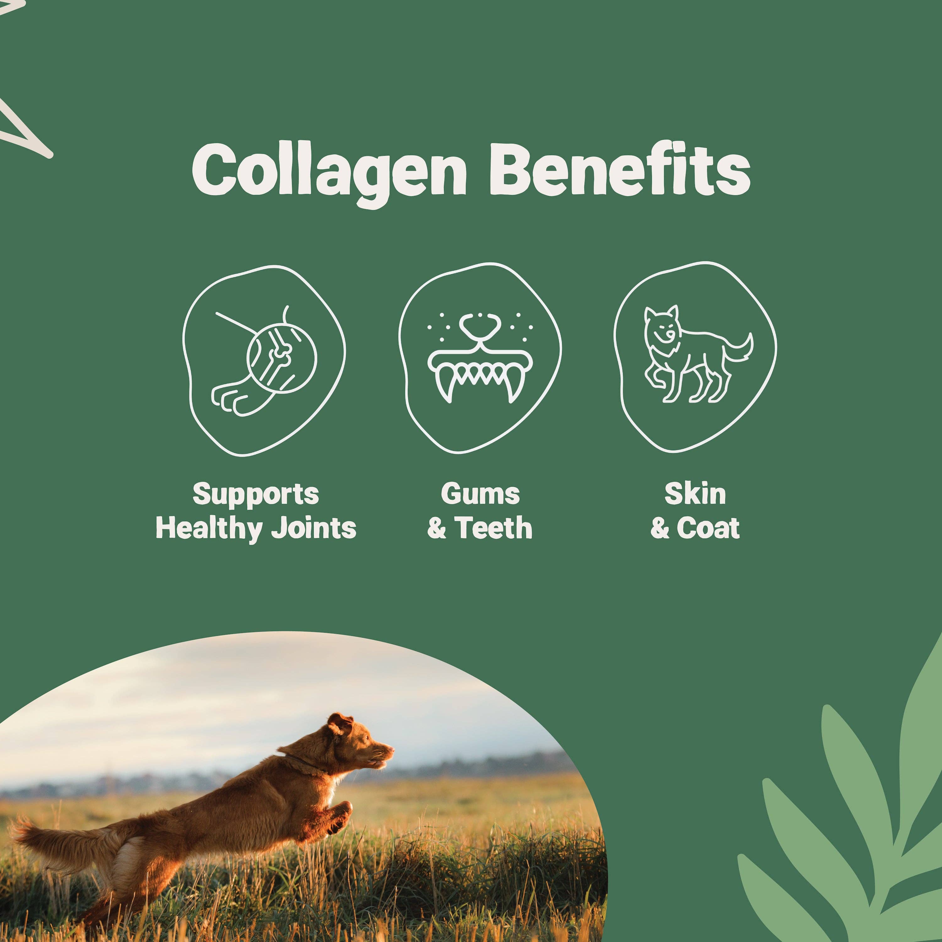 Pets Purest – wholesale Pet treats – Dog – 100% Natural Chicken Sausages | 200g3