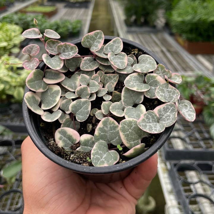 Herzkette bunt für den Großhandel von House Plant Wholesale