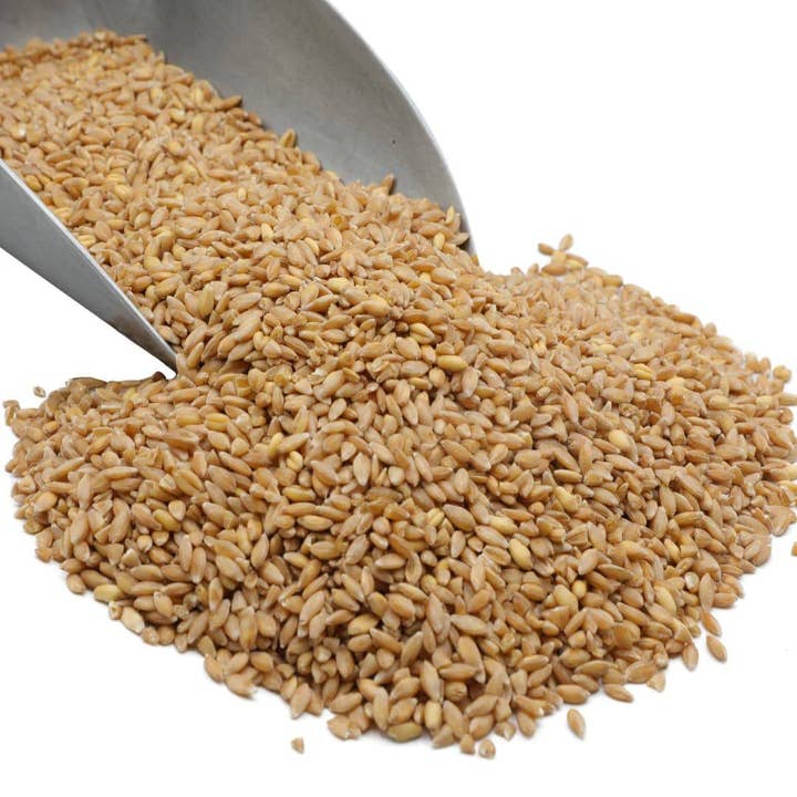 Wheat Berries, Bronze Chief (Red) for wholesale by Country Life Natural Foods