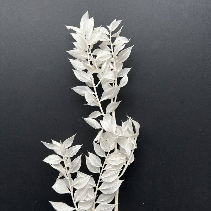 White Ruscus Leaves Bunch of 5 Stems for wholesale on Faire1