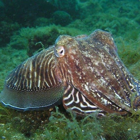 Ollois - Wholesale Oral Supplement/Vitamin - Olloïs Sepia 200CK Lactose Free Organic kosher, 80 Pellets7