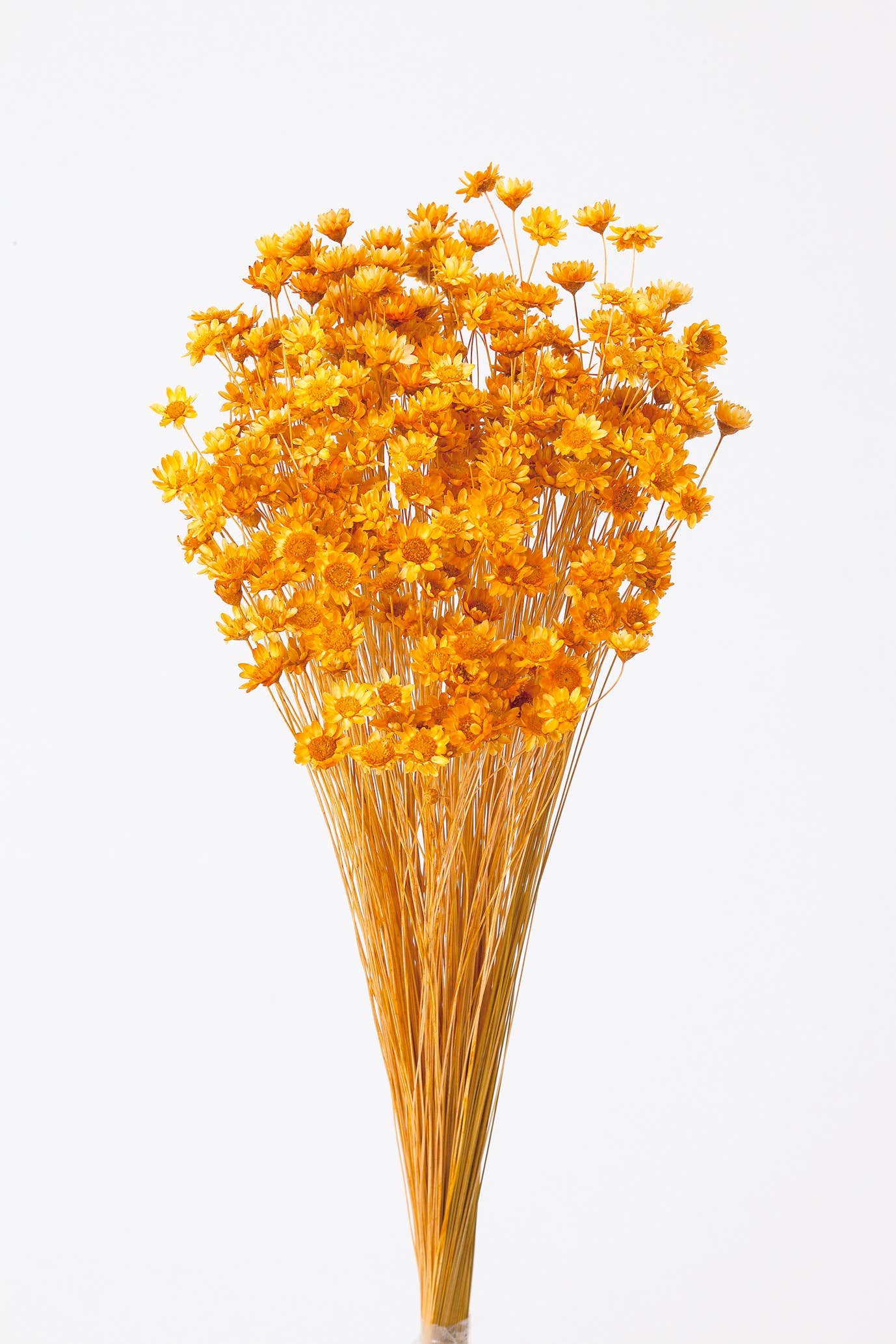 2626 Designs - Wholesale Dried/Pressed Flowers - Dried Preserved Star Flower Blossom Bouquet4