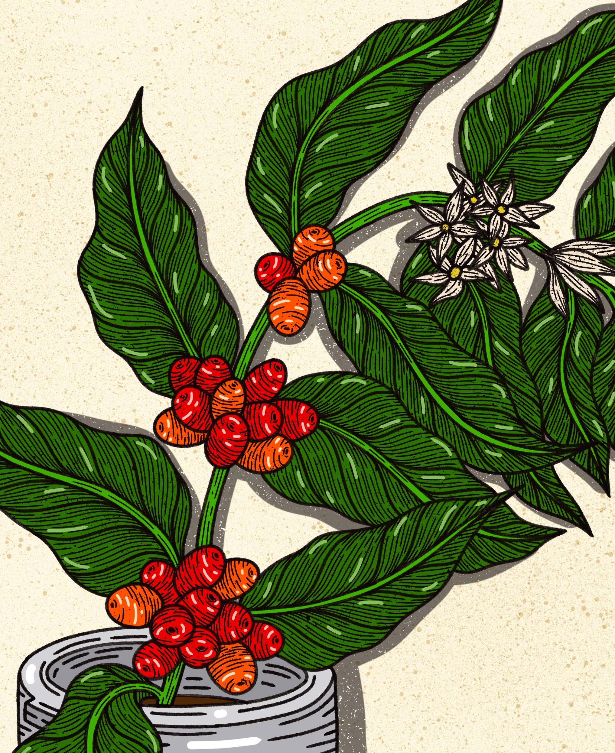 Howdy Studio - Wholesale Art Print - Coffee Plant1