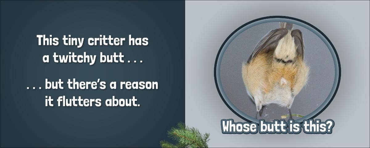 AdventureKEEN - Wholesale Early Reader Book (6-8) - Whose Butt?6