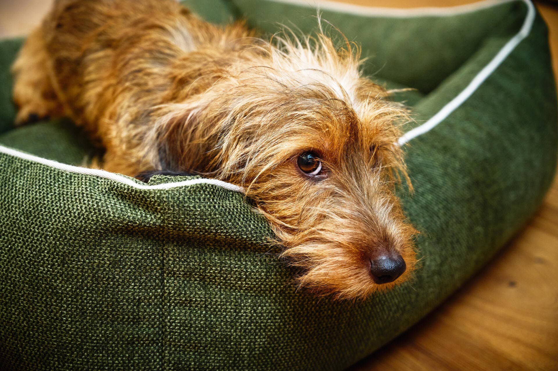 LABONI - Volentis GmbH – wholesale Pet bed – Dog – DOGGY DOG18