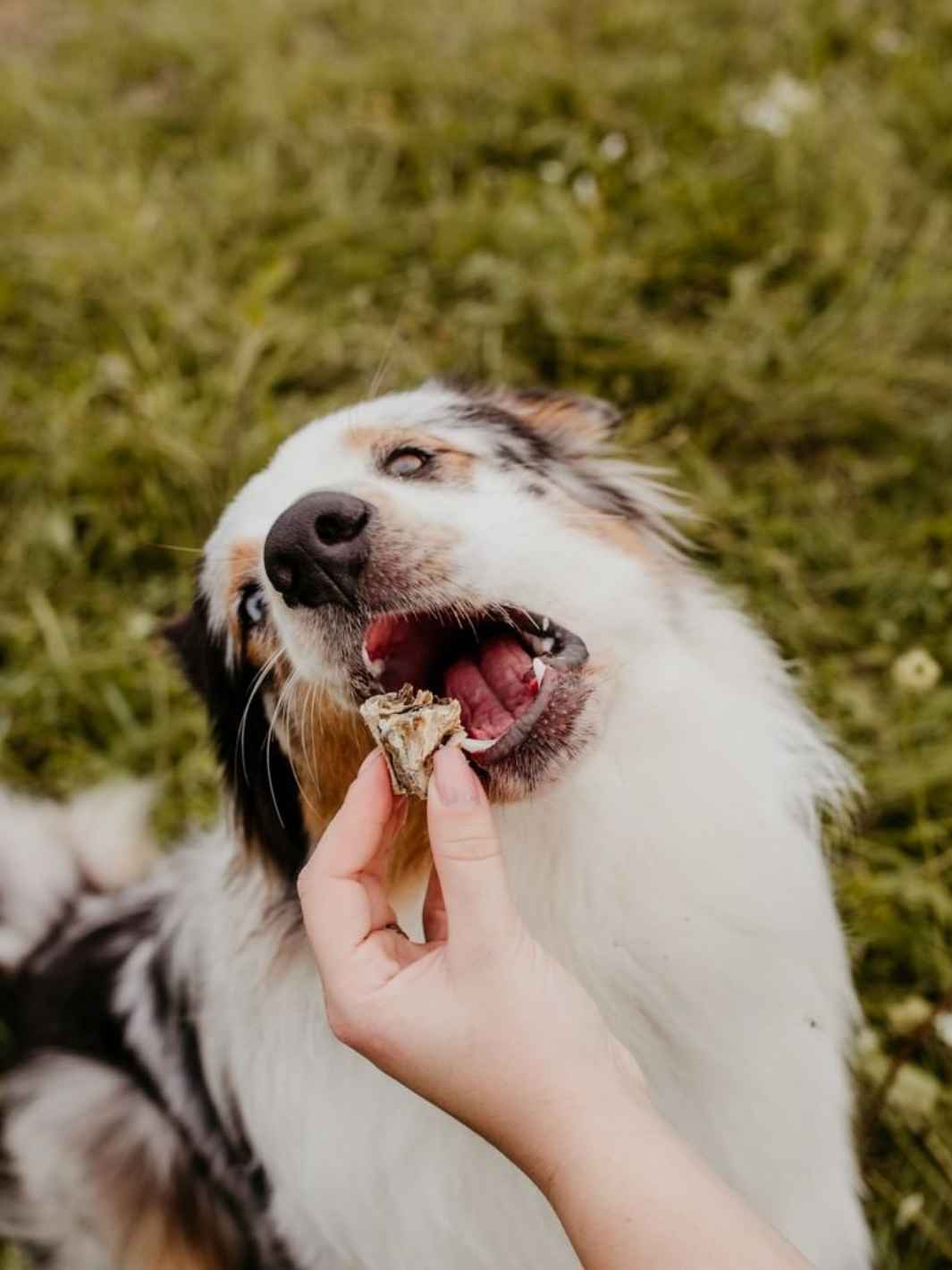 Truffe Délice - Wholesale Pet Treats - Dog - Cod cubes5