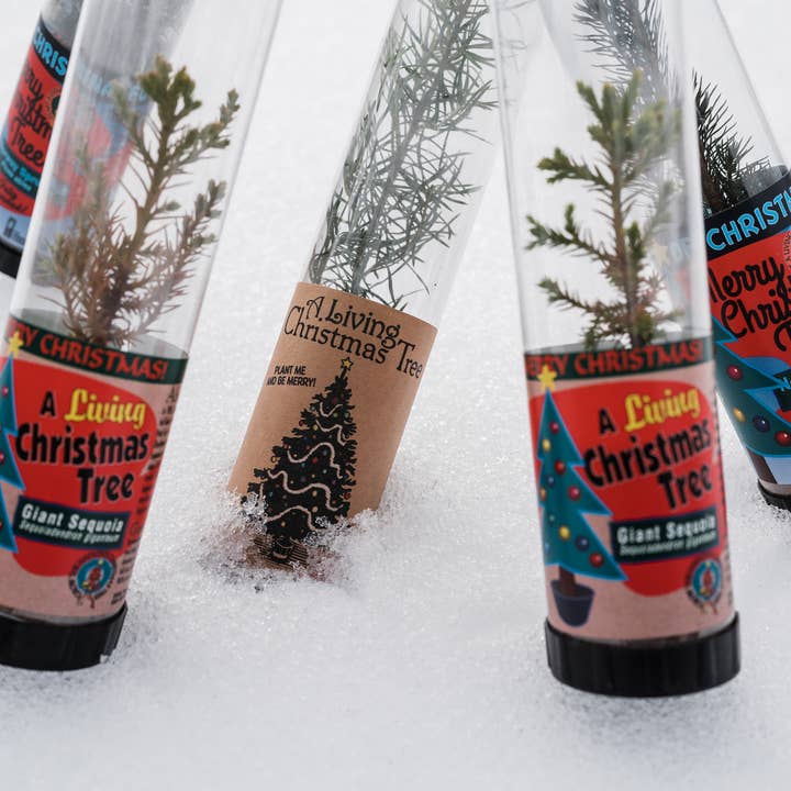 The Jonsteen Company - Wholesale Live Plant - Living Christmas Tree | Giant Sequoia | Packaged Live Tree
