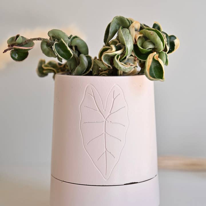 Tall Self-Watering Alocasia Planter for wholesale by The Curated Jungle