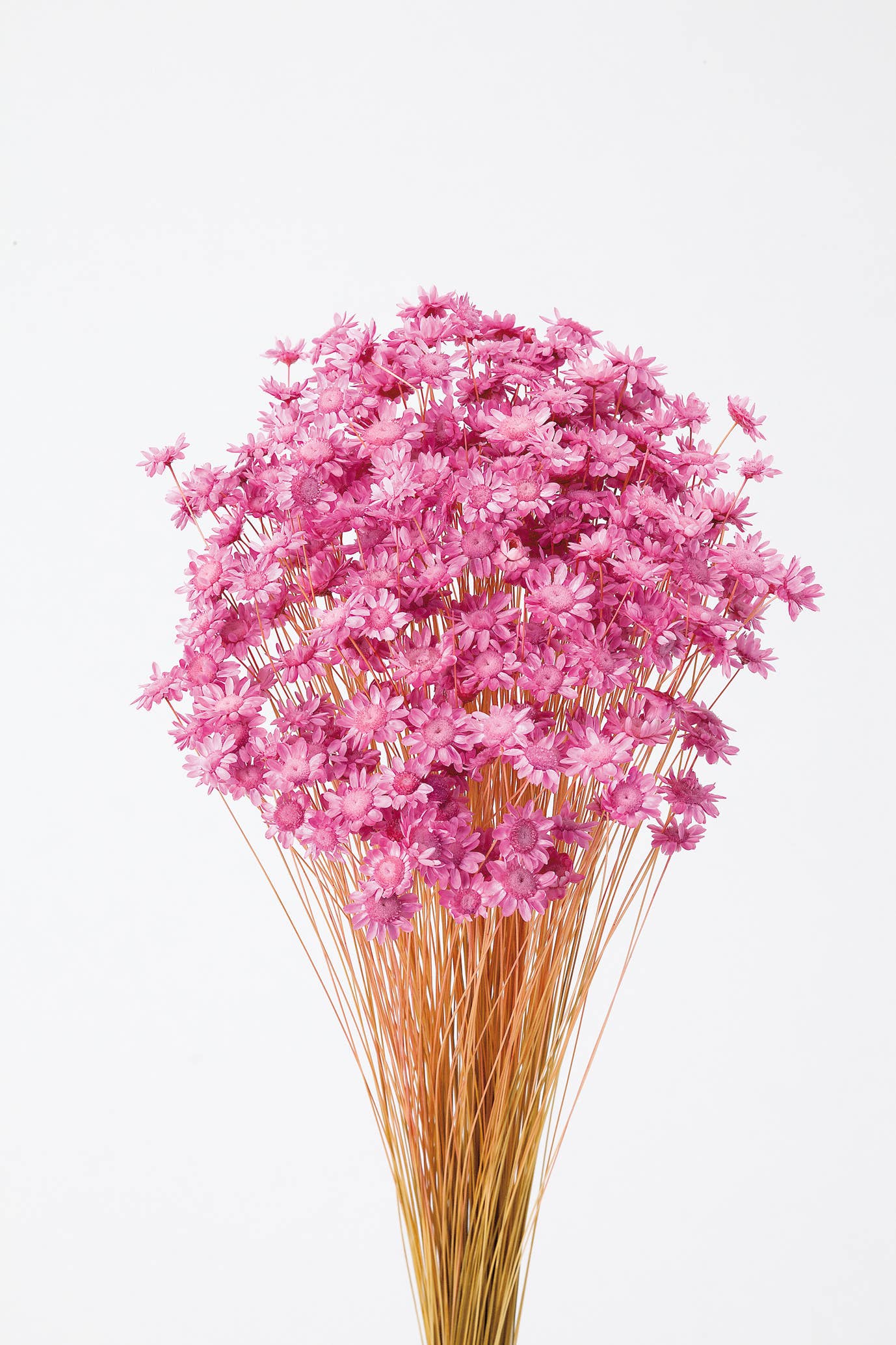 2626 Designs - Wholesale Dried/Pressed Flowers - Dried Preserved Star Flower Blossom Bouquet2