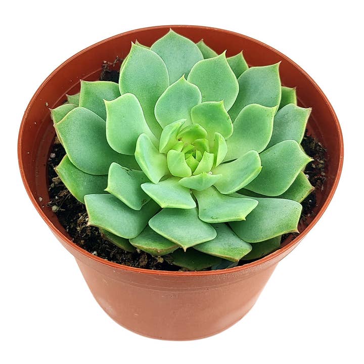 Best Plant Friend - Wholesale Succulent - Echeveria Ramillette - Live Green Succulents 2/4 inch Pot