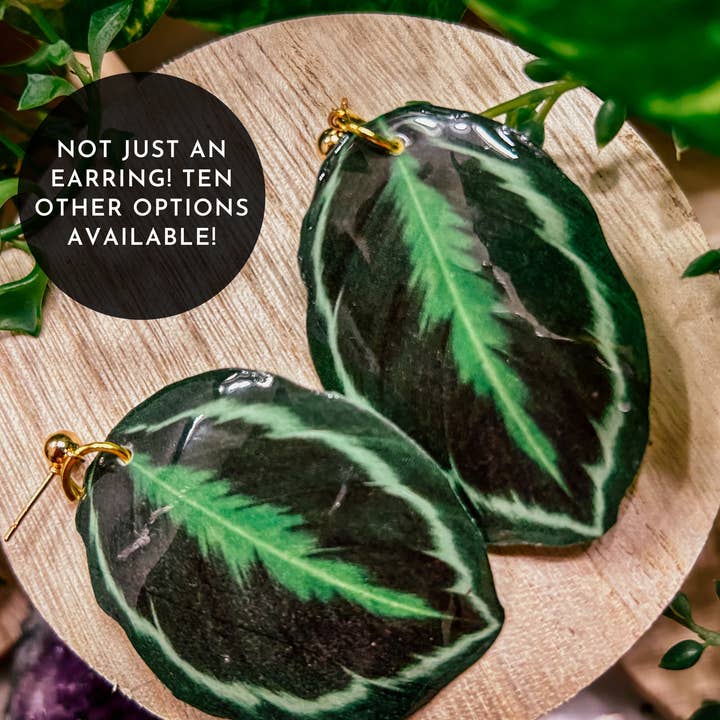 Calathea Roseopicta Medallion Plant Leaf Accessori e decorazioni per la vendita all'ingrosso da parte di hethr