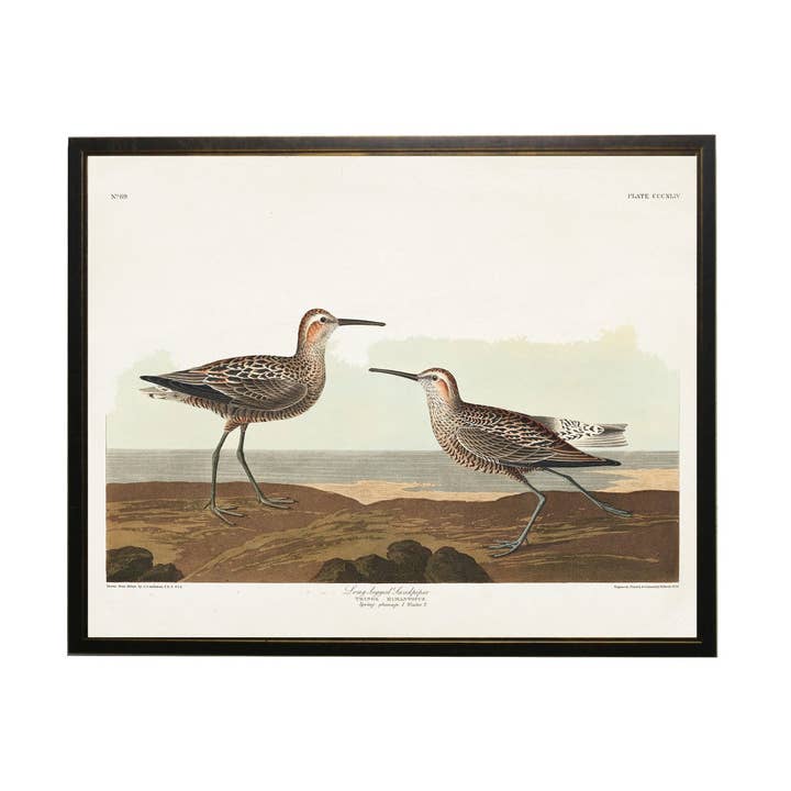 Long Legged Sandpiper Bookplate for wholesale by Antique Curiosities Inc