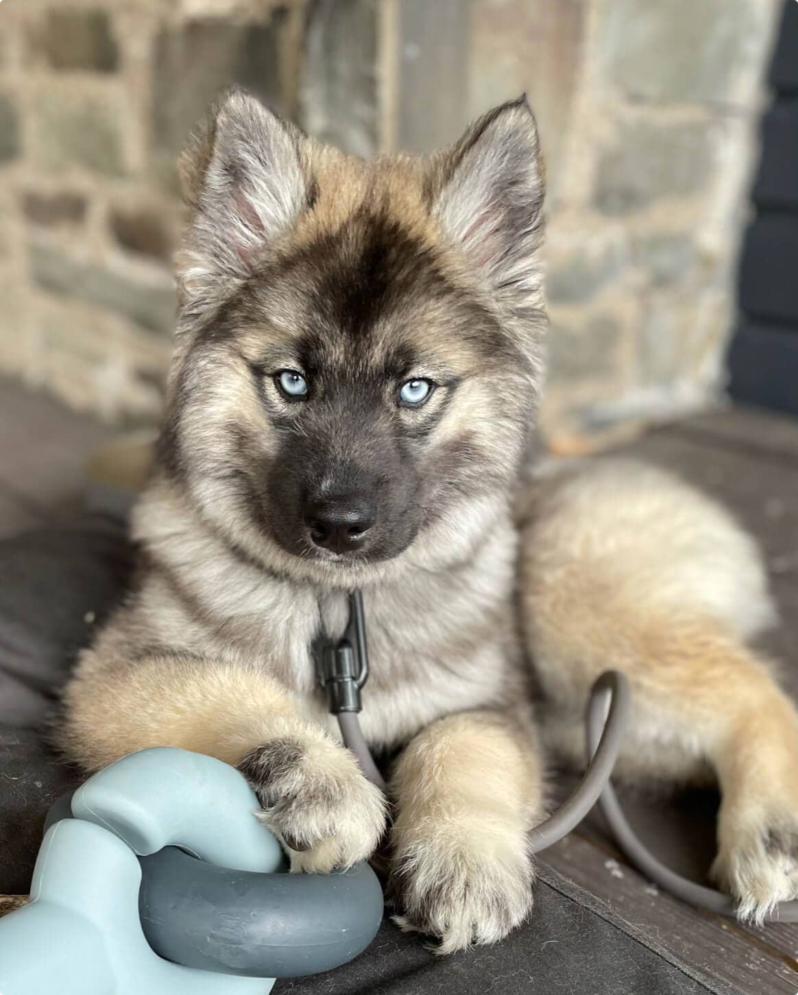 Fable Pets - Wholesale Pet Toy - Dog - Falcon Toy™3