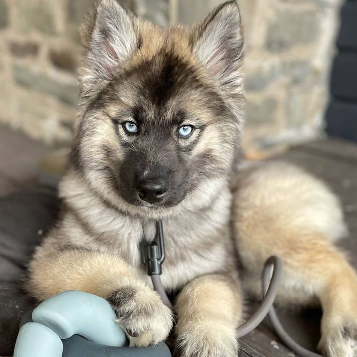 Fable Pets - Vendita all'ingrosso Giocattolo - Cani - Giocattolo Falcon™3