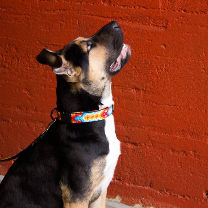 Heka - Wholesale Halsband - Hond - Aurora Vegan halsband3