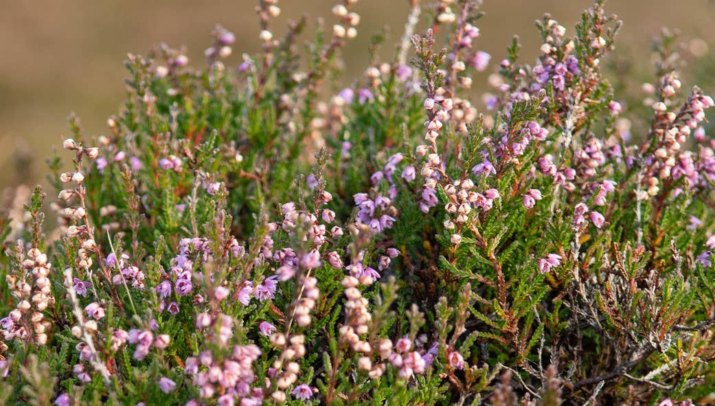 TELIA OLIVE OIL - Venta al por mayor Miel - Miel de Grecia - Miel de tomillo orgánico Telia My Honey Bee2