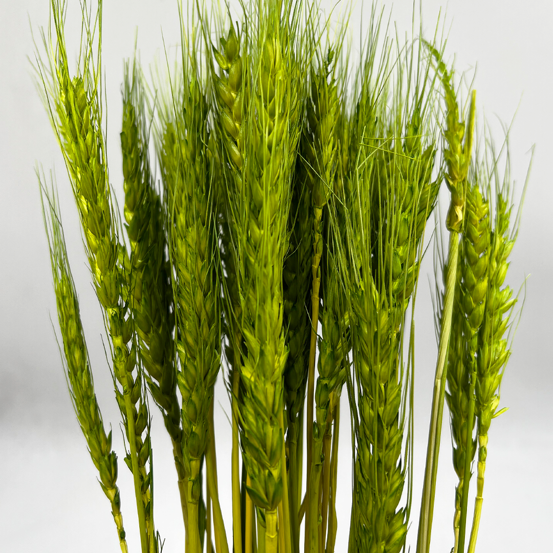 2626 Designs – wholesale Torkade/pressade blommor – Torkat vete, 50 st, cirka 61 cm långt15