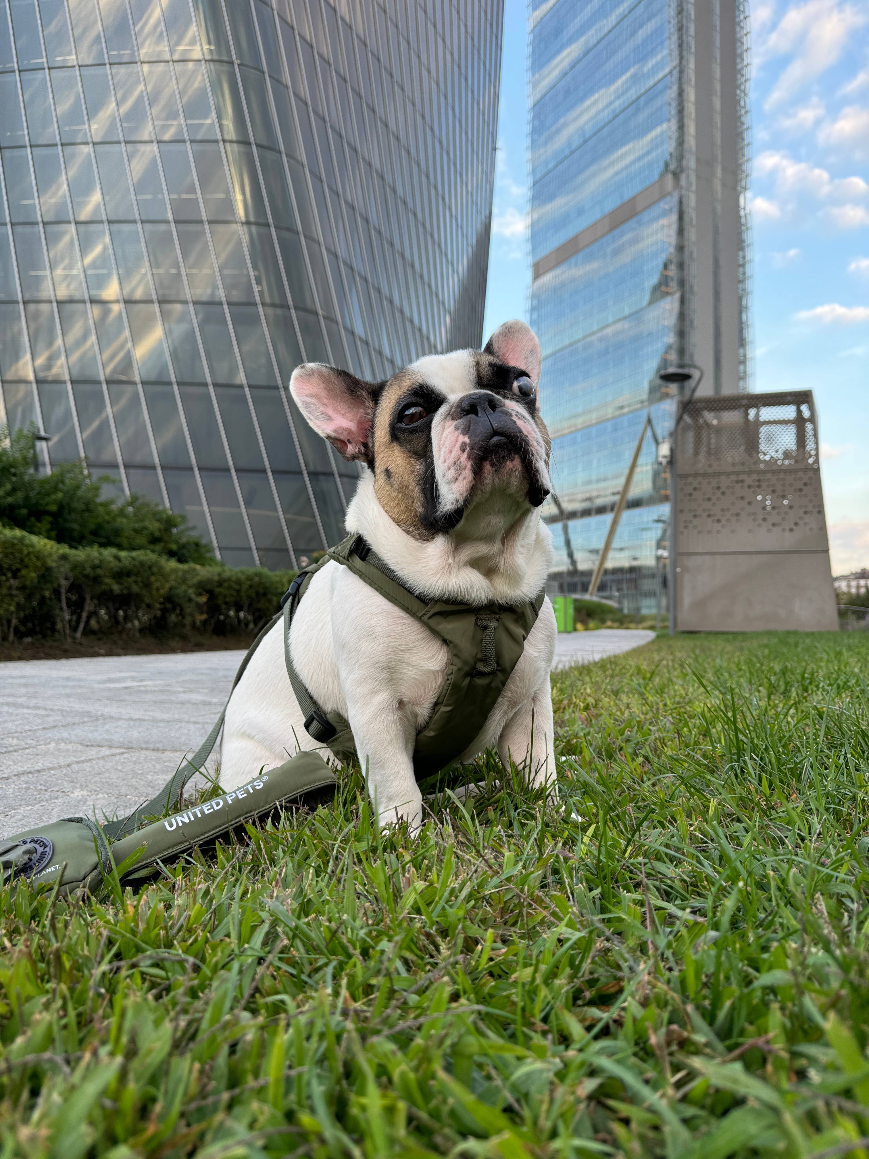 United Pets - Vente Laisse – chien - Harnais rembourré doux pour chien19