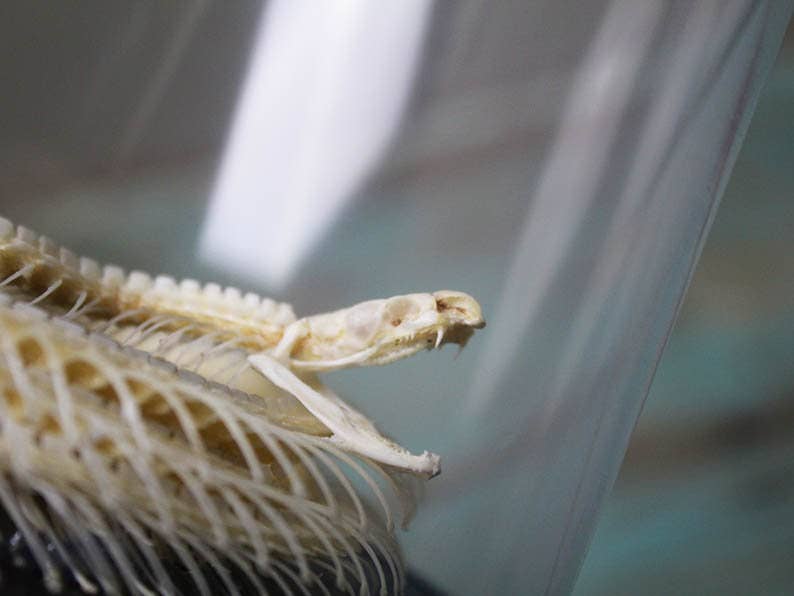 Newman Art Designs - Venta al por mayor Figura decorativa - Esqueleto de serpiente en una cúpula2