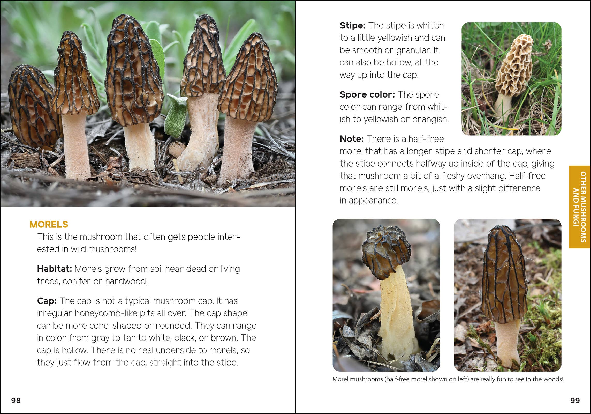 AdventureKEEN - Vente Nature et plein air - Champignons & Fungi pour les enfants13