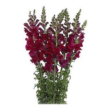 Snapdragons 10 bunches and other Purchase Wholesale snapdragon. Free Returns & Net 60 Terms on Faire trending on Faire.