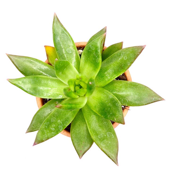 Best Plant Friend - Wholesale Succulent - Echeveria Agavoides Christmas Live Succulent in 2in/4in Pot8