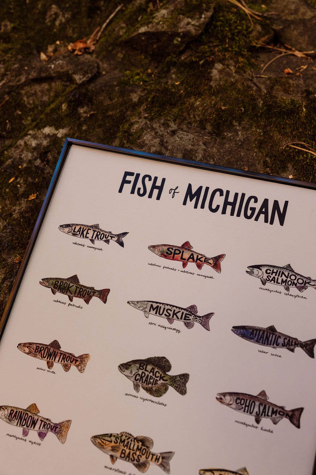 Home Squirrel - Wholesale Art Print - Fish of Michigan Watercolor Print1