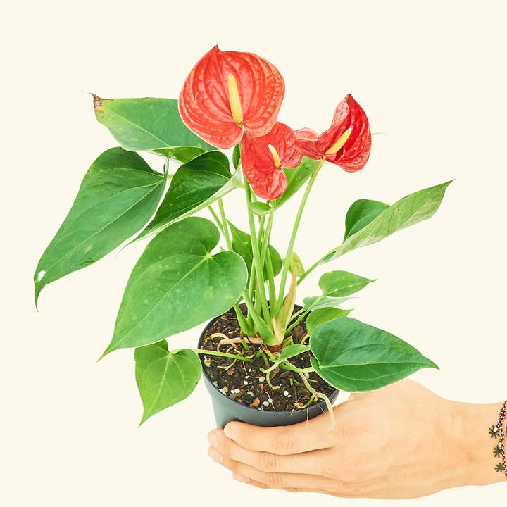 Rooted - Wholesale Live Plant - Anthurium 'Red Flamingo' (4" or 6" Pot)