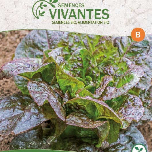 Semences Vivantes - Wholesale Plant seeds - Demeter organic little leprechaun Romaine lettuce