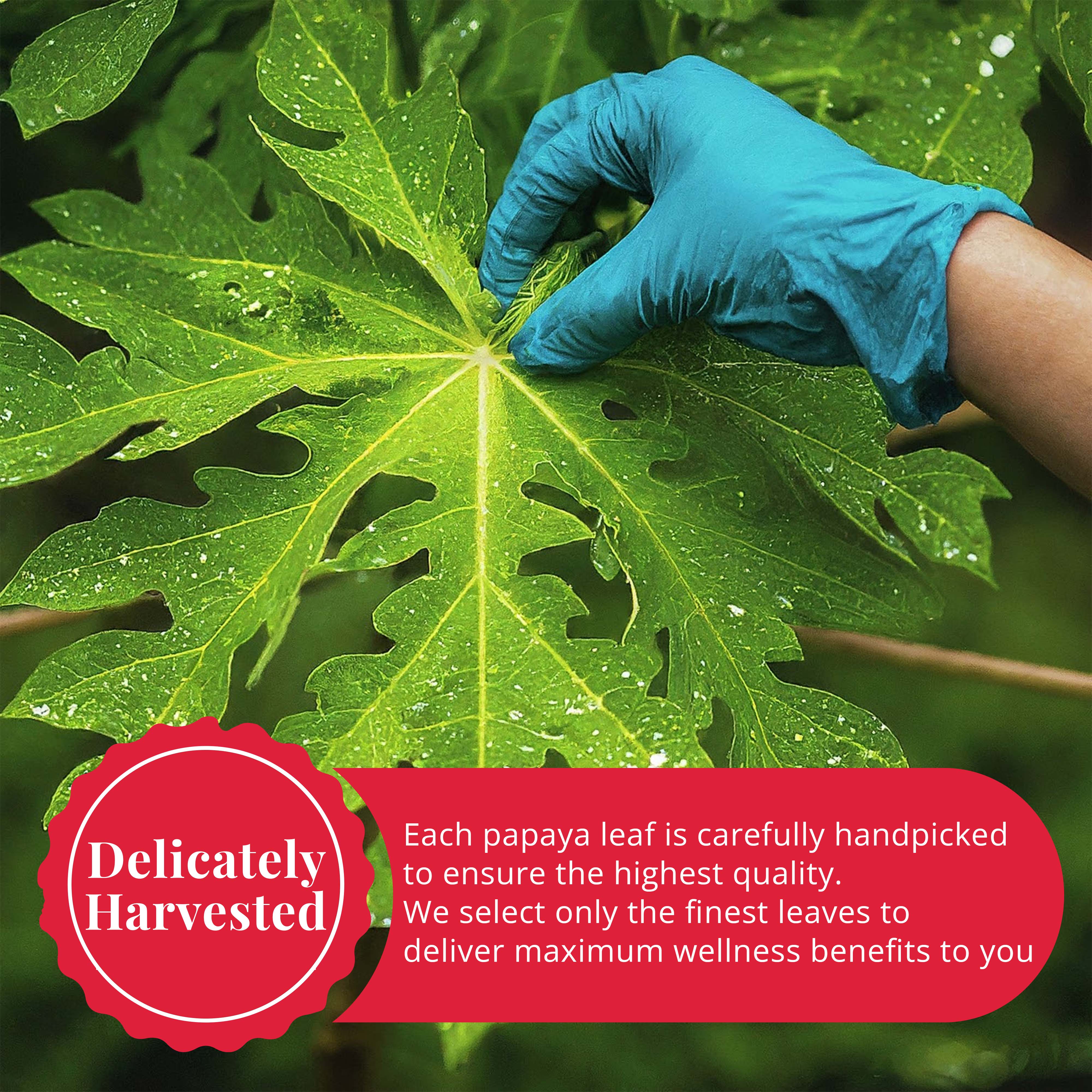 Akshit - Wholesale Loose Tea - Dried Papaya Leaves, Cut & Stuffed, Papaya Leaf Tea, 2.6 oz.8