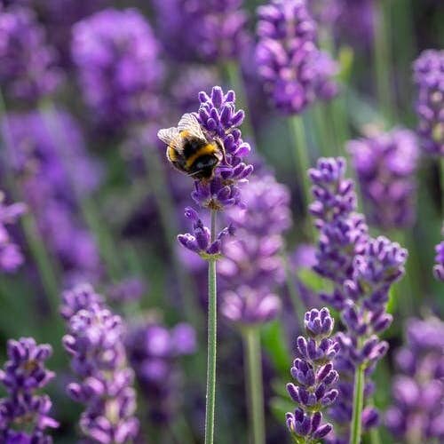 Soak Bath Salts - Wholesale Bath Salts - Bedtime Bliss1