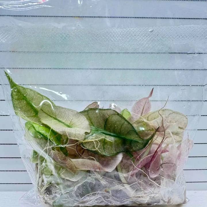 Alocasia "Polly Pink Superb" variegated | Rare Houseplant for wholesale by OrchidBox