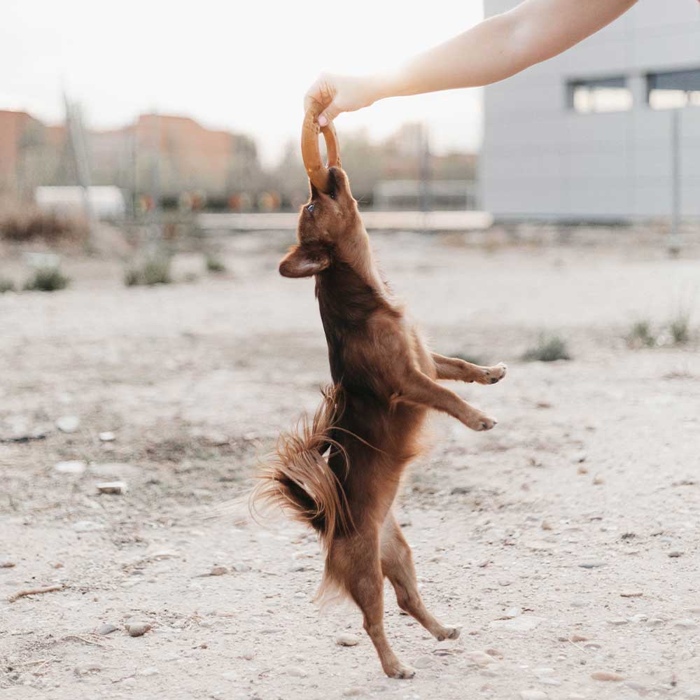 POCURULL SL (Retorn) - Wholesale Pet Toy - Dog - Rub Fly Dog Toy6