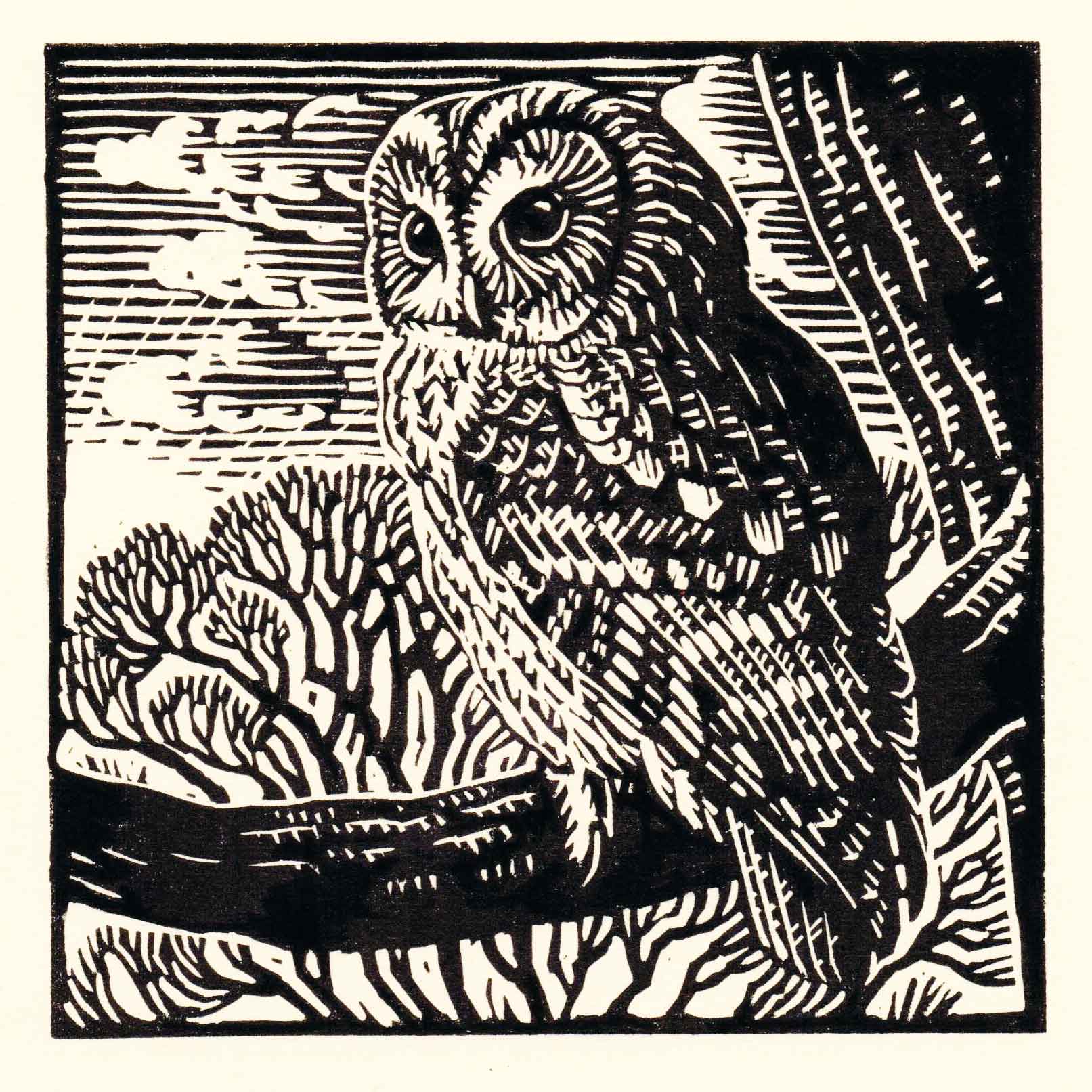 Dry Red Press – wholesale Everyday greeting card – Tawny Owl0