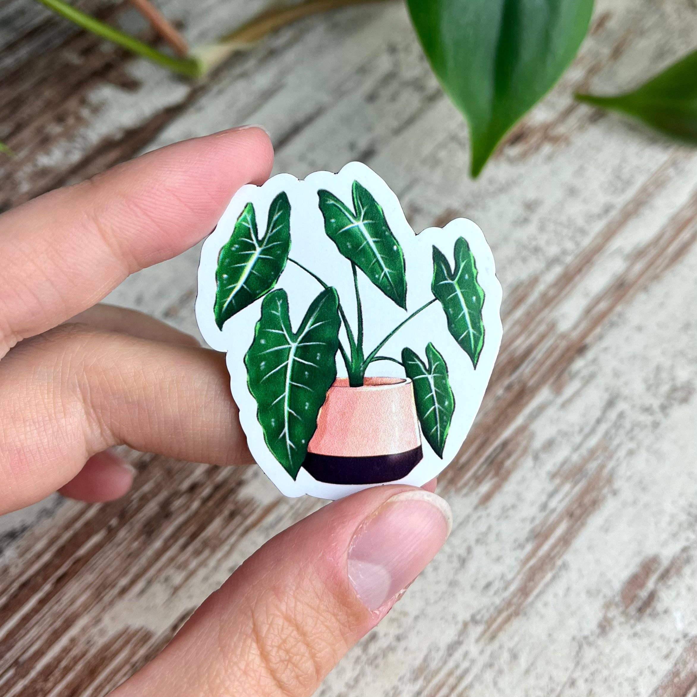 plantyintroverts - Wholesale Magnet - magnet - Alocasia Frydek4