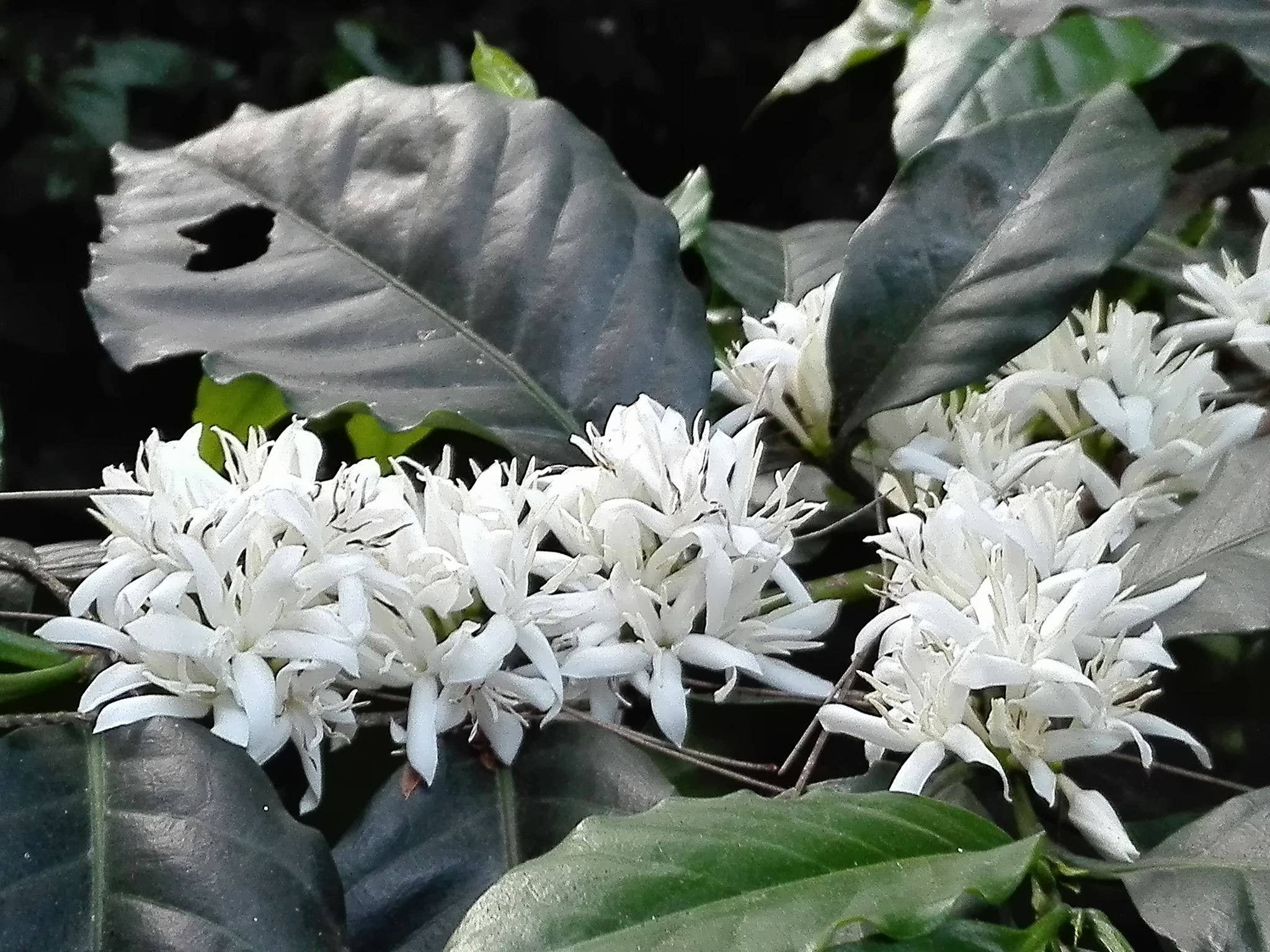 Two Chimps Coffee - Wholesale Coffee Beans - Single Origin Coffee – Dinner Dance - 250g2