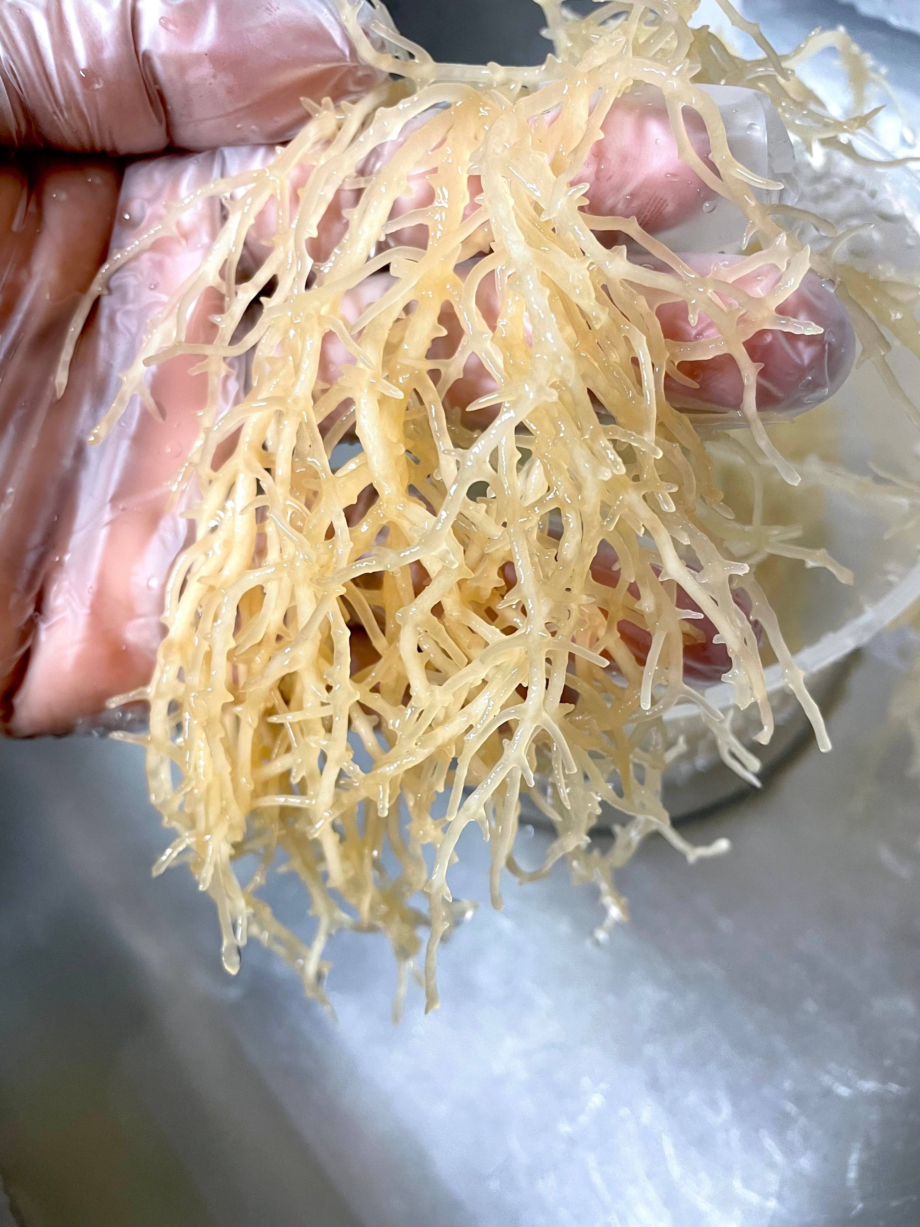 Mellow Melanin LLC - Wholesale Bar Soap - Sea Moss and Manuka Honey Bar Soap3