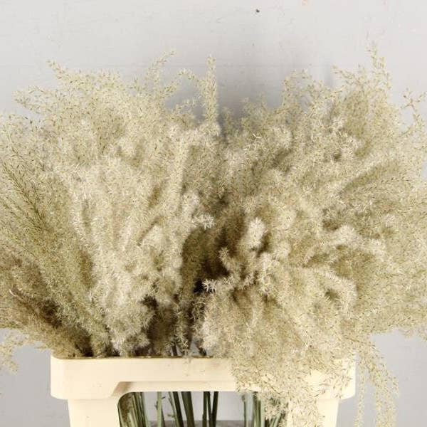 Elephant grass Natural for wholesale by Lunaria Flowers