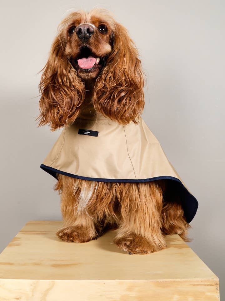 Cabo con capucha impermeable a la arena Paramount para venta al por mayor de The Striped Dog