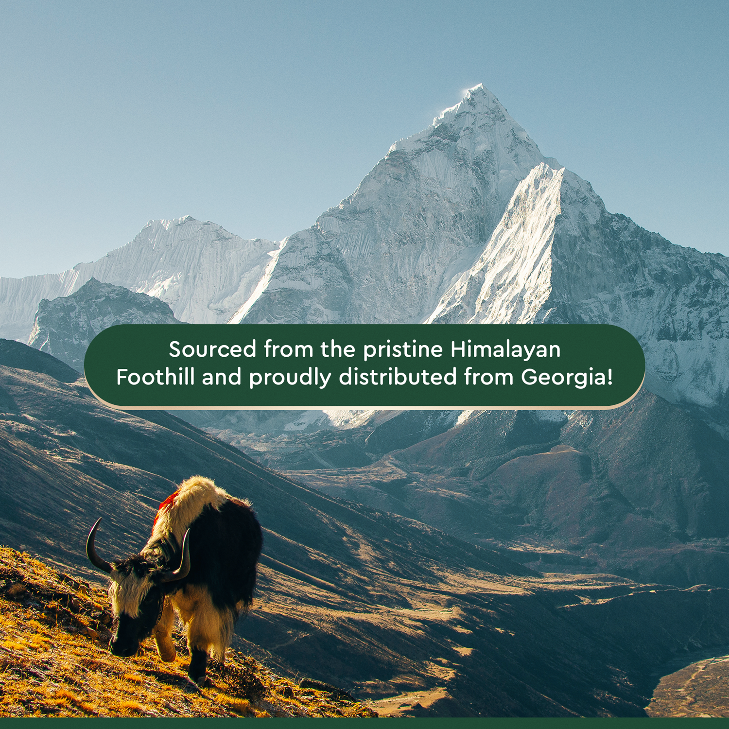 Kathmandu's Authentic Himalayan Cheese Yak Chew - Vente Friandises – chien - KATHMANDU'S Himalayan Yak Chews (sac de 5 lb)2