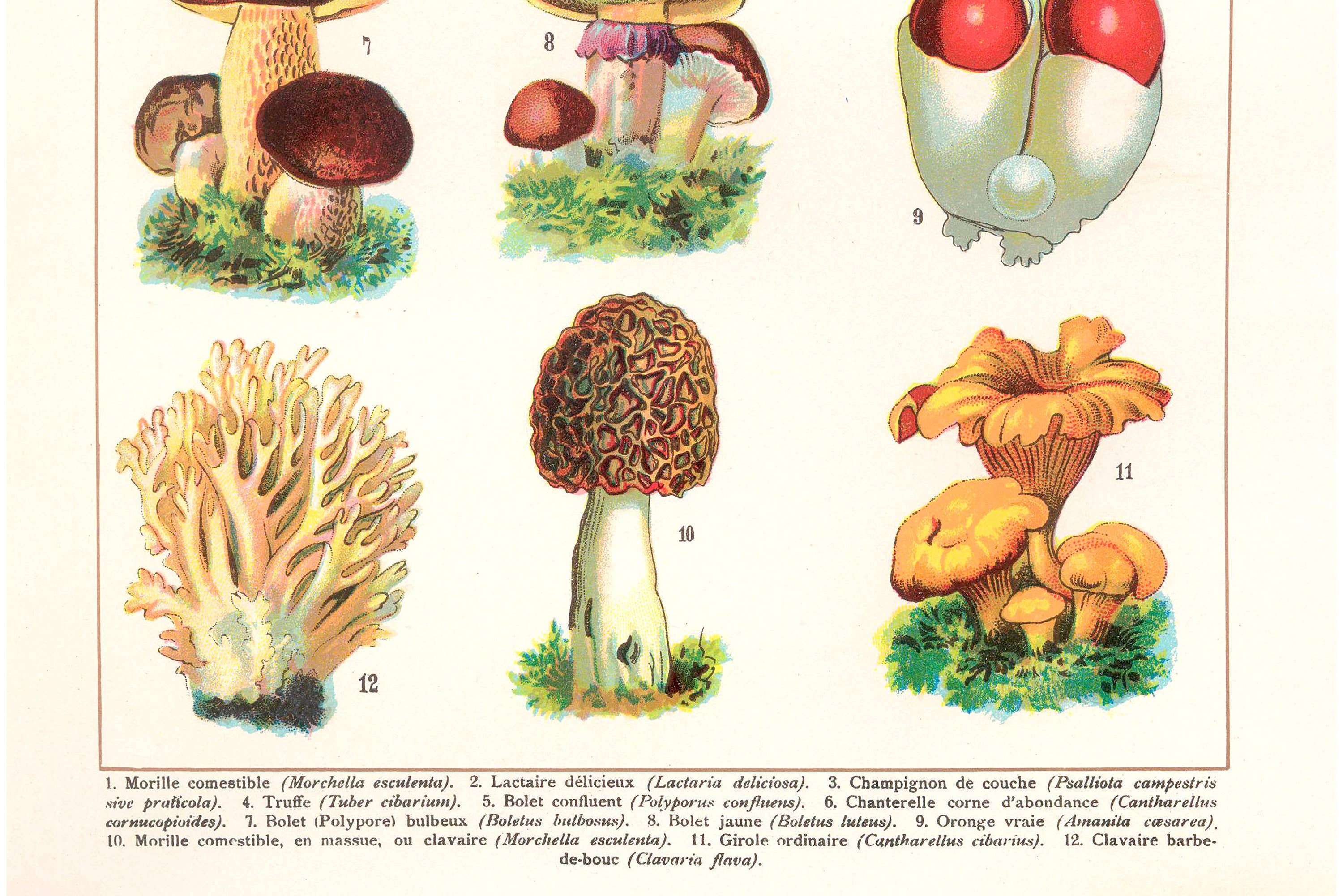 INK & SONS - Wholesale Art Print - Edible Mushrooms Art Print | Vintage Fungi Illustration2