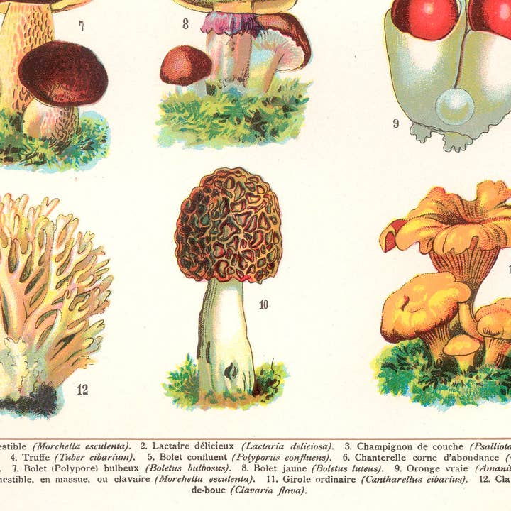 INK & SONS - Wholesale Art Print - Edible Mushrooms Art Print | Vintage Fungi Illustration2