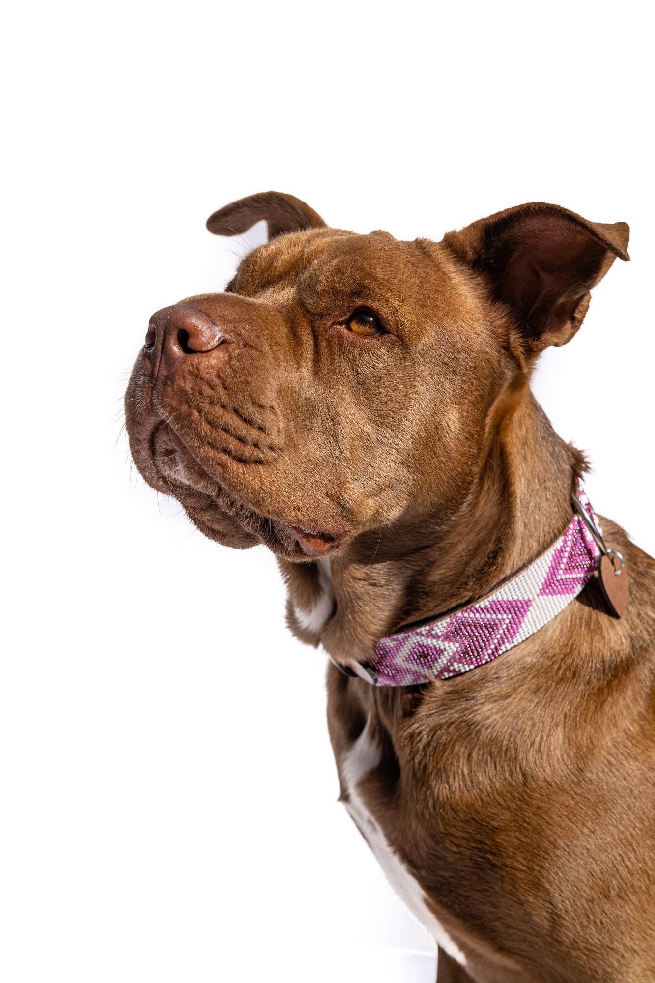 Sambboho - Wholesale Pet Collar - Dog - Paris Sambboho Dog Collar (with Center D-ring)4