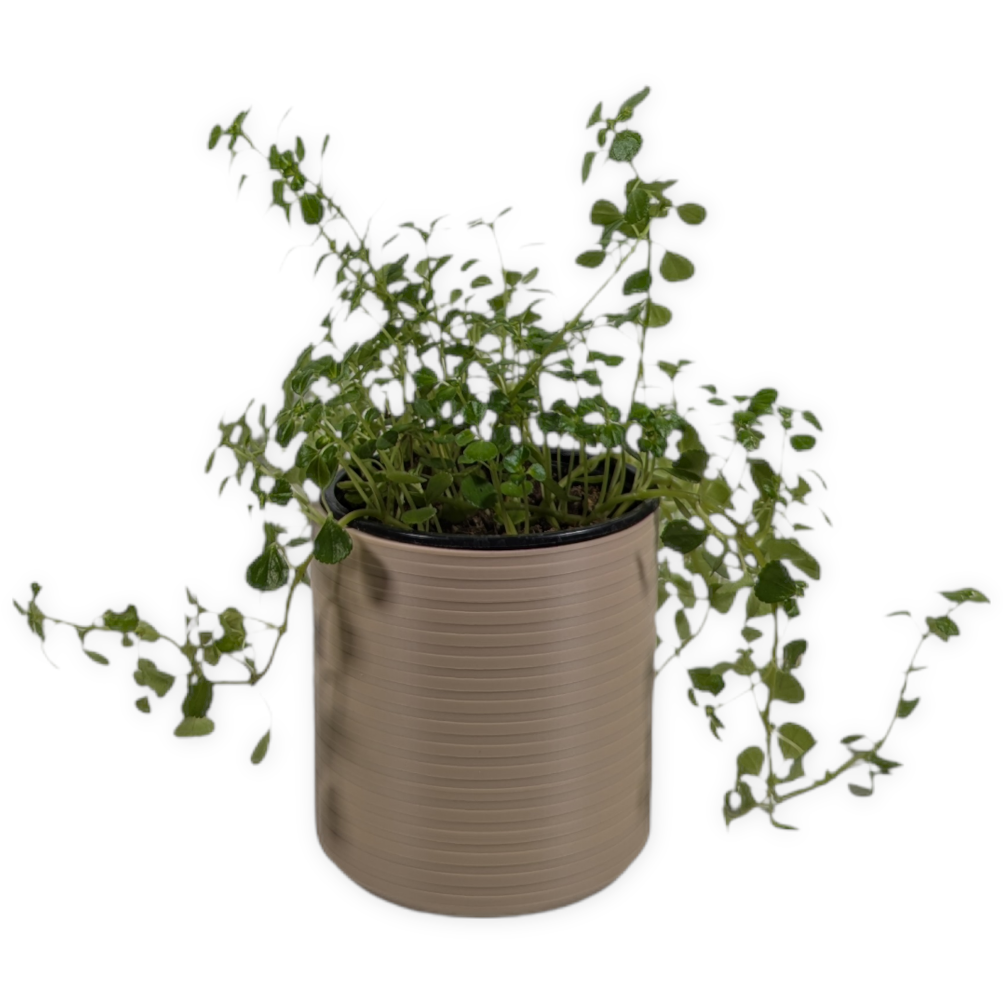 Leafprints.3d - Wholesale Plant Pot - The Talipot- 4 Inch Cover Pot (No Drainage)0