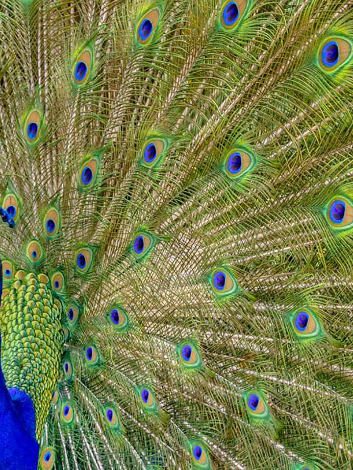 Le paon (bois 610 pièces) pour la vente par Flower Power Puzzle