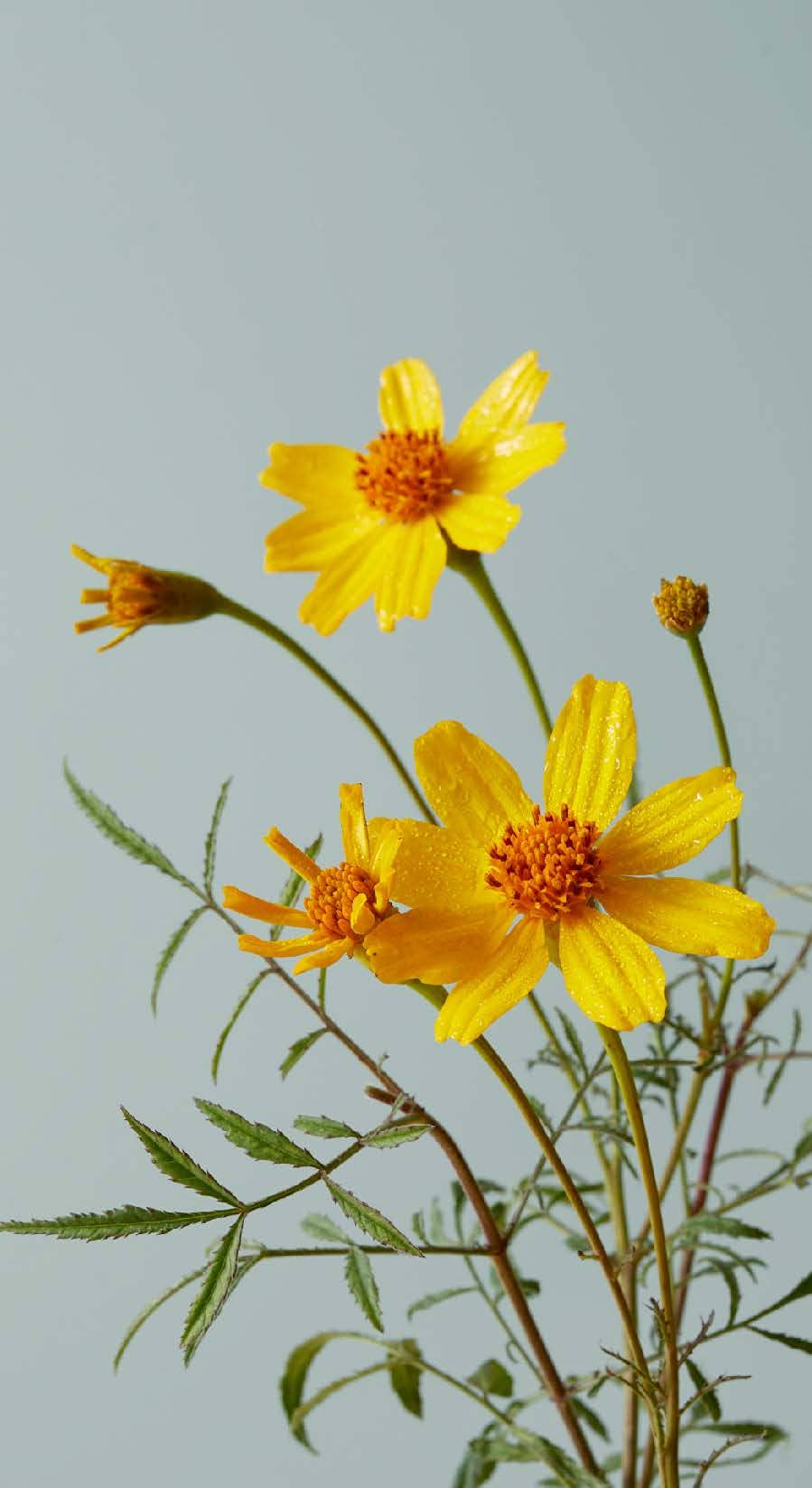 Chronicle Books - Wholesale Tarot Cards - Botanicals Deck6