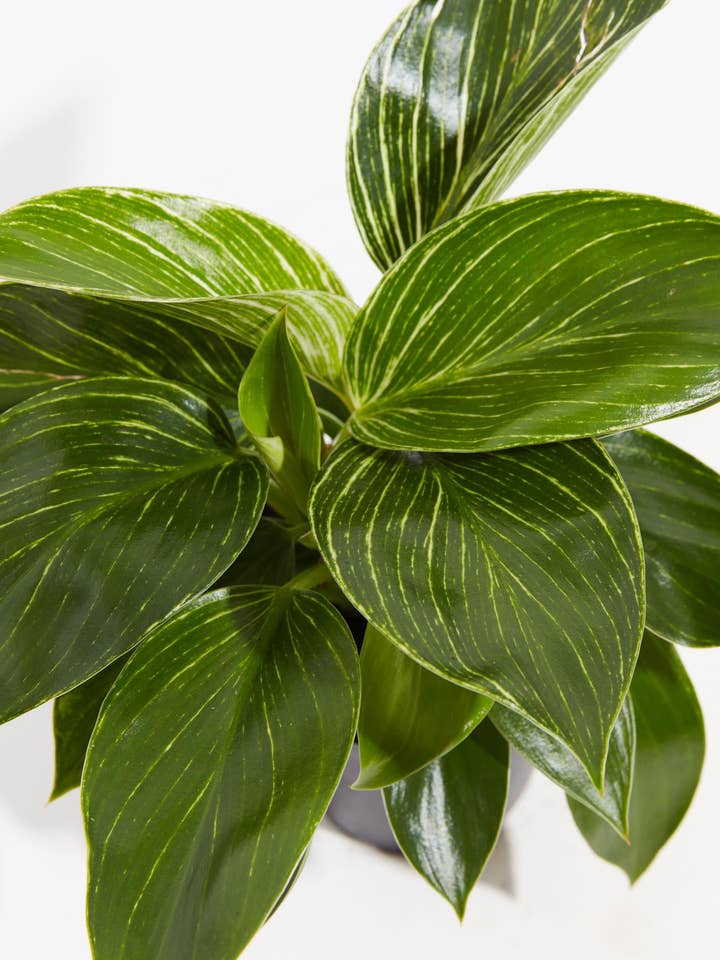 Philodendron Birkin for wholesale by Lively Root