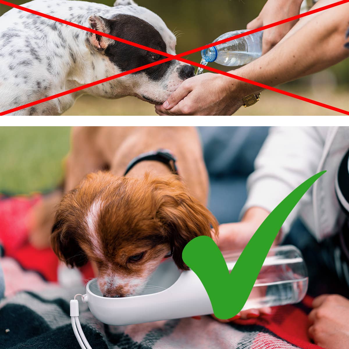 B&W Werbeartikel GmbH - Doggyroller - Vendita all'ingrosso Borraccia - Cani - Borraccia da 350 ml per cani2