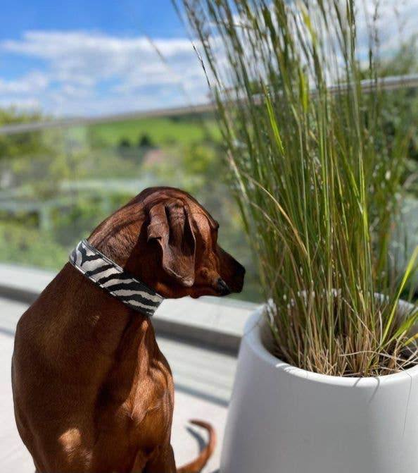 kay-line - Wholesale Pet Collar - Dog - Leather Collar AFRICAN ZEBRA with Leather PomPom2